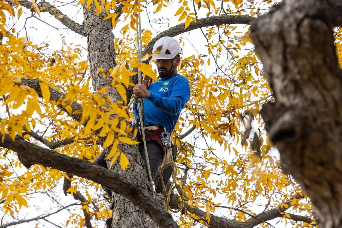 Skilled Tree Planing crew working in Sterling